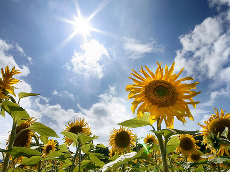 Ein blühendes Sonnenblumenfeld wird im Sommer von der Sonne bestrahlt.